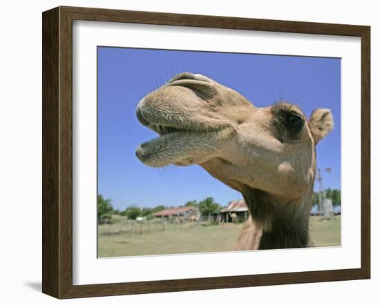 A Camel from Doug Baum's Herd is Shown in Valley Mills, Texas, Thursday, July 13, 2006-L.m. Otero-Framed Photographic Print