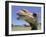 A Camel from Doug Baum's Herd is Shown in Valley Mills, Texas, Thursday, July 13, 2006-L.m. Otero-Framed Photographic Print