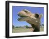 A Camel from Doug Baum's Herd is Shown in Valley Mills, Texas, Thursday, July 13, 2006-L.m. Otero-Framed Photographic Print