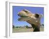 A Camel from Doug Baum's Herd is Shown in Valley Mills, Texas, Thursday, July 13, 2006-L.m. Otero-Framed Photographic Print