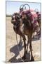 A Camel Just Outside of Marrakesh, Morocco, North Africa, Africa-Charlie Harding-Mounted Photographic Print