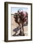 A Camel Just Outside of Marrakesh, Morocco, North Africa, Africa-Charlie Harding-Framed Photographic Print