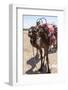 A Camel Just Outside of Marrakesh, Morocco, North Africa, Africa-Charlie Harding-Framed Photographic Print