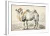 A Camel-Cornelis Saftleven-Framed Giclee Print