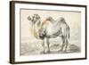 A Camel-Cornelis Saftleven-Framed Giclee Print