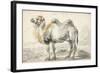 A Camel-Cornelis Saftleven-Framed Giclee Print