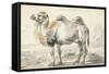 A Camel-Cornelis Saftleven-Framed Stretched Canvas