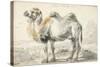 A Camel-Cornelis Saftleven-Stretched Canvas