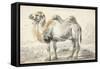 A Camel-Cornelis Saftleven-Framed Stretched Canvas