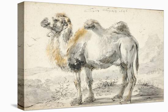 A Camel-Cornelis Saftleven-Stretched Canvas