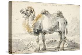 A Camel-Cornelis Saftleven-Stretched Canvas