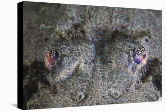 A Camouflaged Horned Flathead Lays Hidden on a Sandy Slope-Stocktrek Images-Stretched Canvas