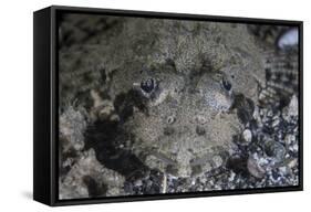 A Camouflaged Horned Flathead Lays Hidden on a Sandy Slope-Stocktrek Images-Framed Stretched Canvas