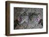 A Camouflaged Horned Flathead Lays Hidden on a Sandy Slope-Stocktrek Images-Framed Photographic Print