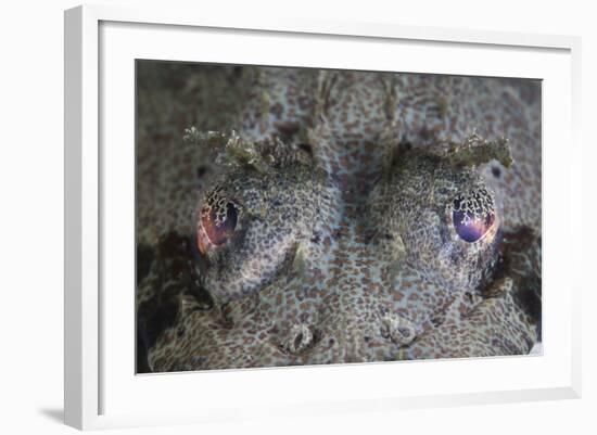 A Camouflaged Horned Flathead Lays Hidden on a Sandy Slope-Stocktrek Images-Framed Photographic Print