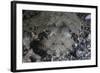 A Camouflaged Horned Flathead Lays Hidden on a Sandy Slope-Stocktrek Images-Framed Photographic Print