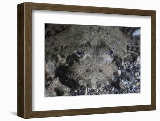 A Camouflaged Horned Flathead Lays Hidden on a Sandy Slope-Stocktrek Images-Framed Photographic Print