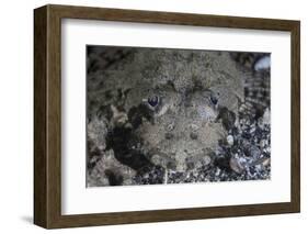 A Camouflaged Horned Flathead Lays Hidden on a Sandy Slope-Stocktrek Images-Framed Photographic Print
