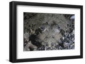 A Camouflaged Horned Flathead Lays Hidden on a Sandy Slope-Stocktrek Images-Framed Photographic Print