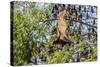 A Camp of Little Red Flying Foxes (Pteropus Scapulatus) in the Ord River-Michael Nolan-Stretched Canvas