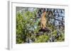 A Camp of Little Red Flying Foxes (Pteropus Scapulatus) in the Ord River-Michael Nolan-Framed Photographic Print