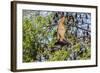 A Camp of Little Red Flying Foxes (Pteropus Scapulatus) in the Ord River-Michael Nolan-Framed Photographic Print