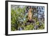 A Camp of Little Red Flying Foxes (Pteropus Scapulatus) in the Ord River-Michael Nolan-Framed Photographic Print