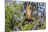 A Camp of Little Red Flying Foxes (Pteropus Scapulatus) in the Ord River-Michael Nolan-Mounted Photographic Print