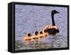 A Canada Goose Leads Young Goslings for a Swim-null-Framed Stretched Canvas