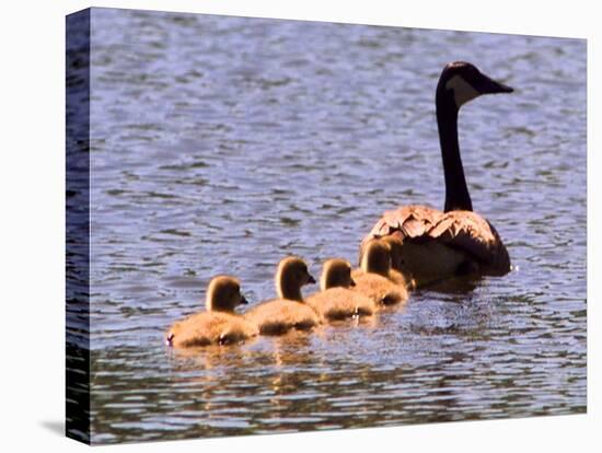 A Canada Goose Leads Young Goslings for a Swim-null-Stretched Canvas