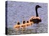 A Canada Goose Leads Young Goslings for a Swim-null-Stretched Canvas