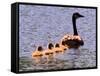 A Canada Goose Leads Young Goslings for a Swim-null-Framed Stretched Canvas