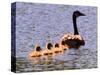 A Canada Goose Leads Young Goslings for a Swim-null-Stretched Canvas