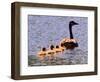 A Canada Goose Leads Young Goslings for a Swim-null-Framed Photographic Print