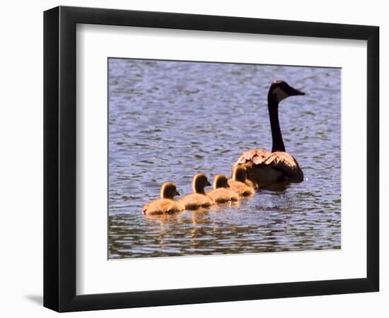 A Canada Goose Leads Young Goslings for a Swim-null-Framed Photographic Print