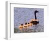 A Canada Goose Leads Young Goslings for a Swim-null-Framed Photographic Print