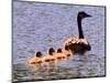 A Canada Goose Leads Young Goslings for a Swim-null-Mounted Photographic Print