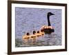 A Canada Goose Leads Young Goslings for a Swim-null-Framed Photographic Print