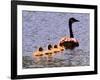 A Canada Goose Leads Young Goslings for a Swim-null-Framed Photographic Print