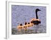 A Canada Goose Leads Young Goslings for a Swim-null-Framed Photographic Print