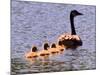 A Canada Goose Leads Young Goslings for a Swim-null-Mounted Photographic Print