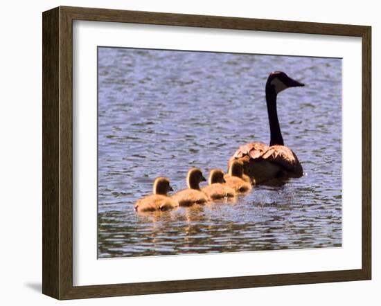 A Canada Goose Leads Young Goslings for a Swim-null-Framed Photographic Print