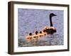 A Canada Goose Leads Young Goslings for a Swim-null-Framed Photographic Print