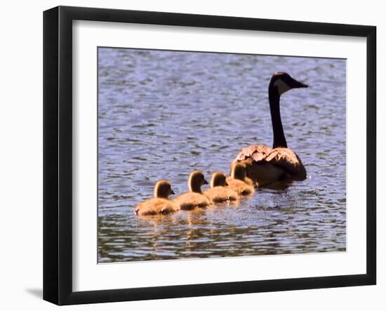 A Canada Goose Leads Young Goslings for a Swim-null-Framed Photographic Print