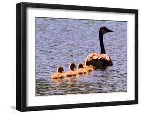 A Canada Goose Leads Young Goslings for a Swim-null-Framed Photographic Print