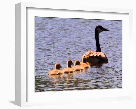 A Canada Goose Leads Young Goslings for a Swim-null-Framed Photographic Print