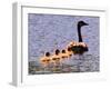 A Canada Goose Leads Young Goslings for a Swim-null-Framed Photographic Print