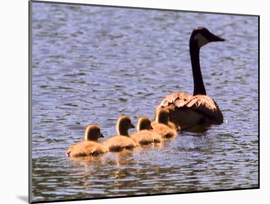 A Canada Goose Leads Young Goslings for a Swim-null-Mounted Photographic Print