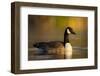 A Canada Goose on a Lake in Southern California-Neil Losin-Framed Photographic Print