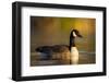 A Canada Goose on a Lake in Southern California-Neil Losin-Framed Photographic Print